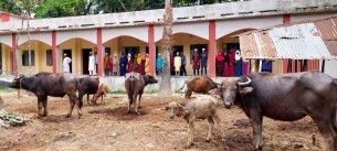 তজুমদ্দিনে মাদ্রাসার মাঠে  মহিষের খোয়াড়