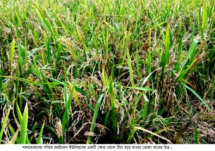 লালমোহনে বোরো ধানে চিটা ক্ষতির মুখে কৃষকরা