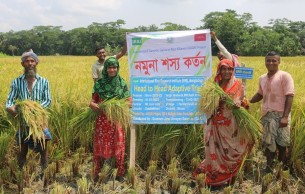 ভোলায় ফলন বাড়াতে প্রয়োজন নতুন জাতের ধান চাষ