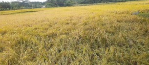 যদি একটু খড়া দিতো ধান কাইটা ঘরে উঠাইতাম