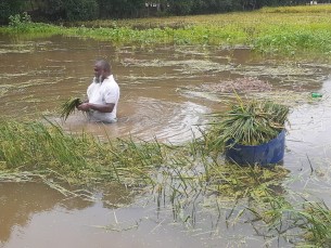 চরফ্যাশনে জলাবদ্ধতায় ডুবেছে শতশত একর জমির ফসল