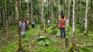 গাছের সাথে এ কেমন বর্বরতা ভোলায় দুই শতাধিক সুপারি গাছ কেটে দিল দুর্বৃত্তরা