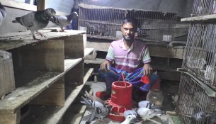 ভোলায় কবুতর বিক্রি করে নাজিম  মাঝির মাসে আয় ৪০ হাজার