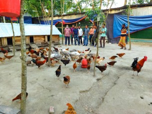 ভোলায় বৃদ্ধিপাচ্ছে আধা নিবিড় পদ্ধতিতে দেশী জাতের মুরগী পালন