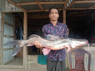 ভোলার মেঘনা নদীতে ধরা পরেছে ৯ কেজি আইর মাছ