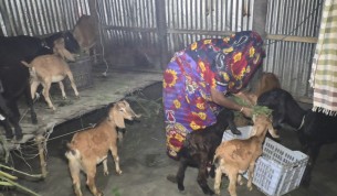 ভোলায় ছাগল পালন করে বিলকিস বেগমের বছরে আয় ২ লাখ টাকা
