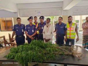 ভোলায় গাঁজা গাছ রোপণ করে বৃদ্ধ গ্রেফতার