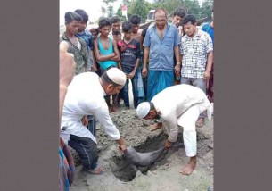 মনপুরার মেঘনায় ভেসে  এলো মৃত ডলফিন