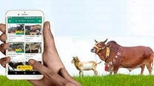 ভোলায় ৭ দিনে অনলাইনে পৌনে ৭ কোটি টাকার কোরবানির পশু বিক্রি