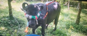 মনপুরায় সাড়ে ১৭ মণ ওজনের  বলরাম আড়াইলাখে বিক্রি