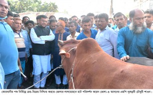 কোরবানীর পশু নিরাপদে  ক্রয়-বিক্রয় নিশ্চিত করতে হাটে ;এমপি শাওন