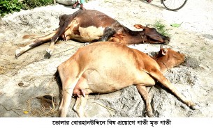 বোরহানউদ্দিনে বিষ প্রয়োগ করে দু’টি দুধের গাভীকে হত্যার অভিযোগ