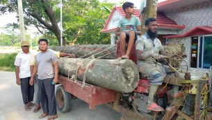 মনপুরায় সংরক্ষিত বনের কাটা গাছ উদ্ধার