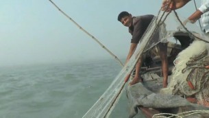 ভোলার মেঘনা ও তেঁতুলিয়া  নদীতে ইলিশের সংকট