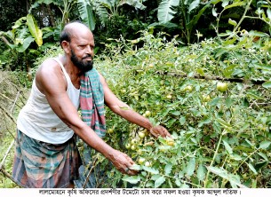 লালমোহনে গ্রীষ্মকালীন টমেটো চাষ করে মো. আব্দুল লতিফের সফলতা