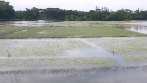 মনপুরায় পচন ধরেছে  আমনের বীজতলা
