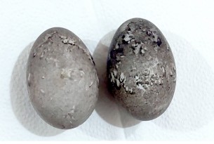 ভোলায় অতিথি পাখির সংক্রায়নে দেশি পাতিহাঁসের কালো ডিম