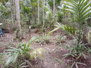 ভোলায় স্কুল শিক্ষকের জমি জবরদখলের অভিযোগ