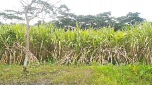 ভোলায় আখের বাজার মূল্য ভালো  হওয়ায় কৃষকদের মুখে হাসি