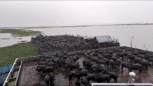 আধুনিক কিল্লায় আশ্রয় নিয়ে রক্ষা পেলো ভোলার দুর্গম চরের শতশত মহিষ