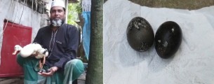 চরফ্যাসনে পাতিহাঁসের  কালো ডিম পাড়ার রহস্য উৎঘাটনে প্রাণী সম্পদ দপ্তরের পর্যবেক্ষন শুরু