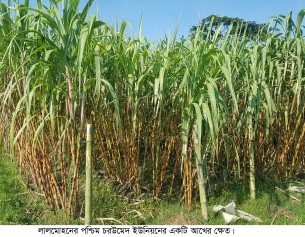 ভালো ফলনেও আখ চাষে আগ্রহ হারাচ্ছে কৃষকরা