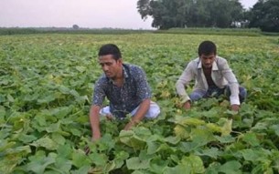 চরফ্যাশনে জৈব পদ্ধতিতে বিষমুক্ত সবজি উৎপাদন