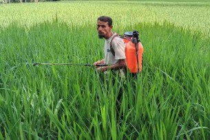 তজুমদ্দিনে রোপা আমন ধানের পরিচর্যায় ব্যস্ত সময় পার করছেন কৃষকরা