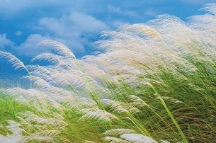 কাশফুল জানান দিচ্ছ বাংলার প্রকৃতিতে এখন ভরা শরৎ