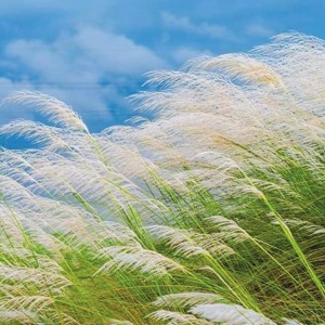 কাশফুল জানান দিচ্ছ বাংলার প্রকৃতিতে এখন ভরা শরৎ