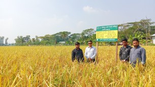 তজুমদ্দিনে উচ্চফলনশীল জাতের ব্রি ধান-৮৭ চাষে নতুন সফলতা