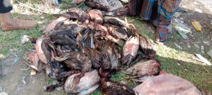 ভোলায় বিষটোপ দিয়ে অতিথি পাখি নিধন : ৩০টি জবাইকৃত পাখি জব্দ