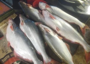 ভোলার মেঘনা নদীতে ধরা পড়ছে প্রচুর পাঙ্গাশ