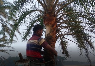 ভোলায় খেজুর গাছের রস সংগ্রহে ব্যস্ত গাছিরা