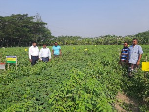 চরফ্যাশনে বিষমুক্ত নিরাপদ  সবজি উৎপাদন