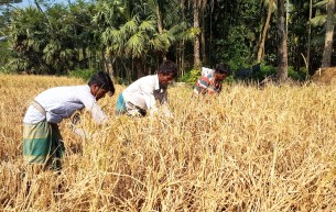 লালমোহনে আমন ধানের বাম্পার ফলনে কৃষকদের হাসি