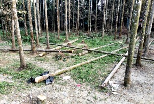 লালমোহনে জমির বিরোধ নিয়ে সুপারি গাছ কাটার অভিযোগ