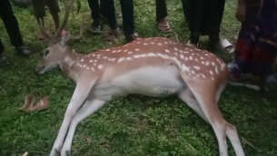 তজুমদ্দিনের চরে কুকুরের কামড়ে হরিণের মৃত্যু