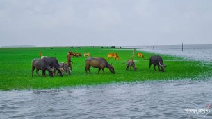 চরাঞ্চলে মহিষ পালনে সংকট ও লাভজনক সম্ভাবনা