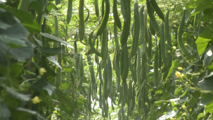 ভোলার চরাঞ্চলের গাছে গাছে ঝুলছে হাইব্রিট জাতের ঝিঙ্গা ব্যাপক খুশি কৃষক