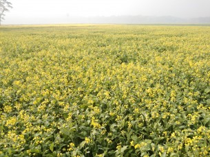 ভোলায় সরিষার বাম্পার ফলনের সম্ভাবনা