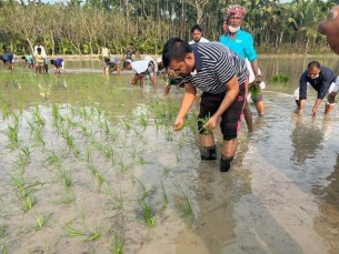 কাদামাটিতে নেমে ধান রোপণ  করলেন এমপি শাওন