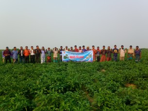 ভোলায় বারি ক্যাপসিকাম-২ উৎপাদনশীলতার উপর মাঠ দিবস পালিত