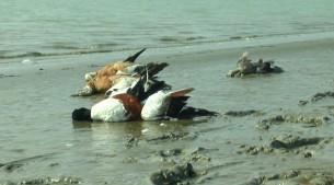ভোলায় শীতের শেষ সময়ে চরাঞ্চলে চলছে অতিথি পাখি শিকার
