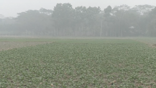 ভোলায় ঘন কুয়াশায় ক্ষতির শঙ্কায় আলু চাষীরা