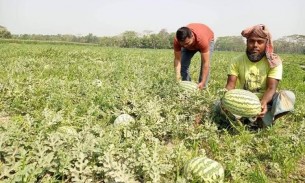 ভোলায় তরমুজের  বাম্পার ফলনের প্রত্যাশা