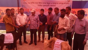 বিকল্প কর্মসংস্থানের জন্য ভোলায় জেলেদের মাঝে বকনা বাছুর বিতরণ