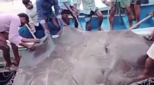 ভোলায় জেলের জালে ধরা পড়লো সাড়ে ৬ মন ওজনের হাউস মাছ