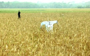 ভোলায় সেচের অভাবে ও পোকার  আক্রমনে মরে যাচ্ছে গম গাছ