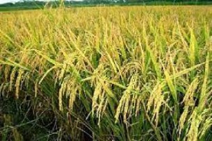 ভোলায় ২৯ হাজার ক্ষুদ্র ও প্রান্তিক কৃষক আউশের প্রণোদনা পাচ্ছে